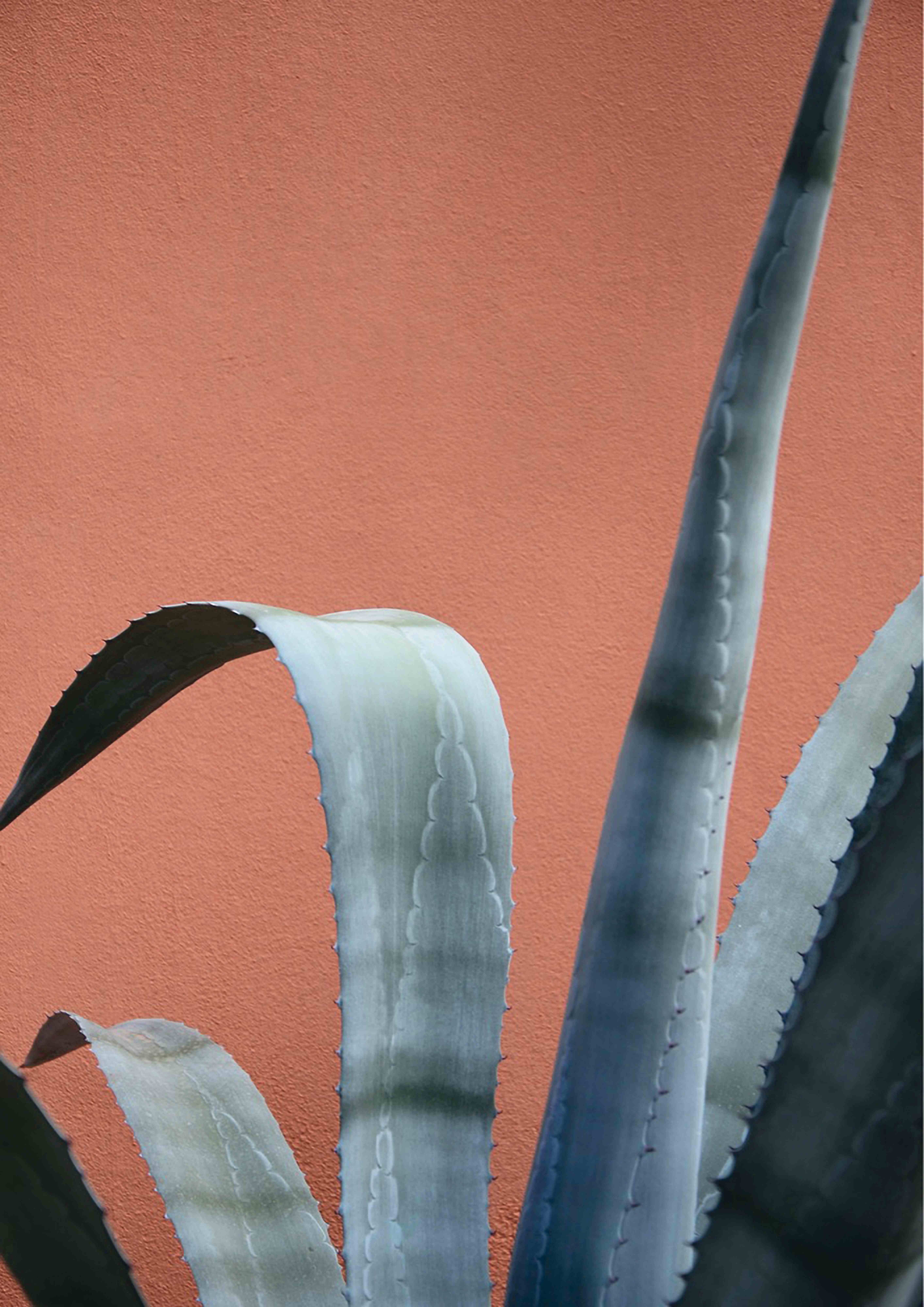 Agave - Artwork