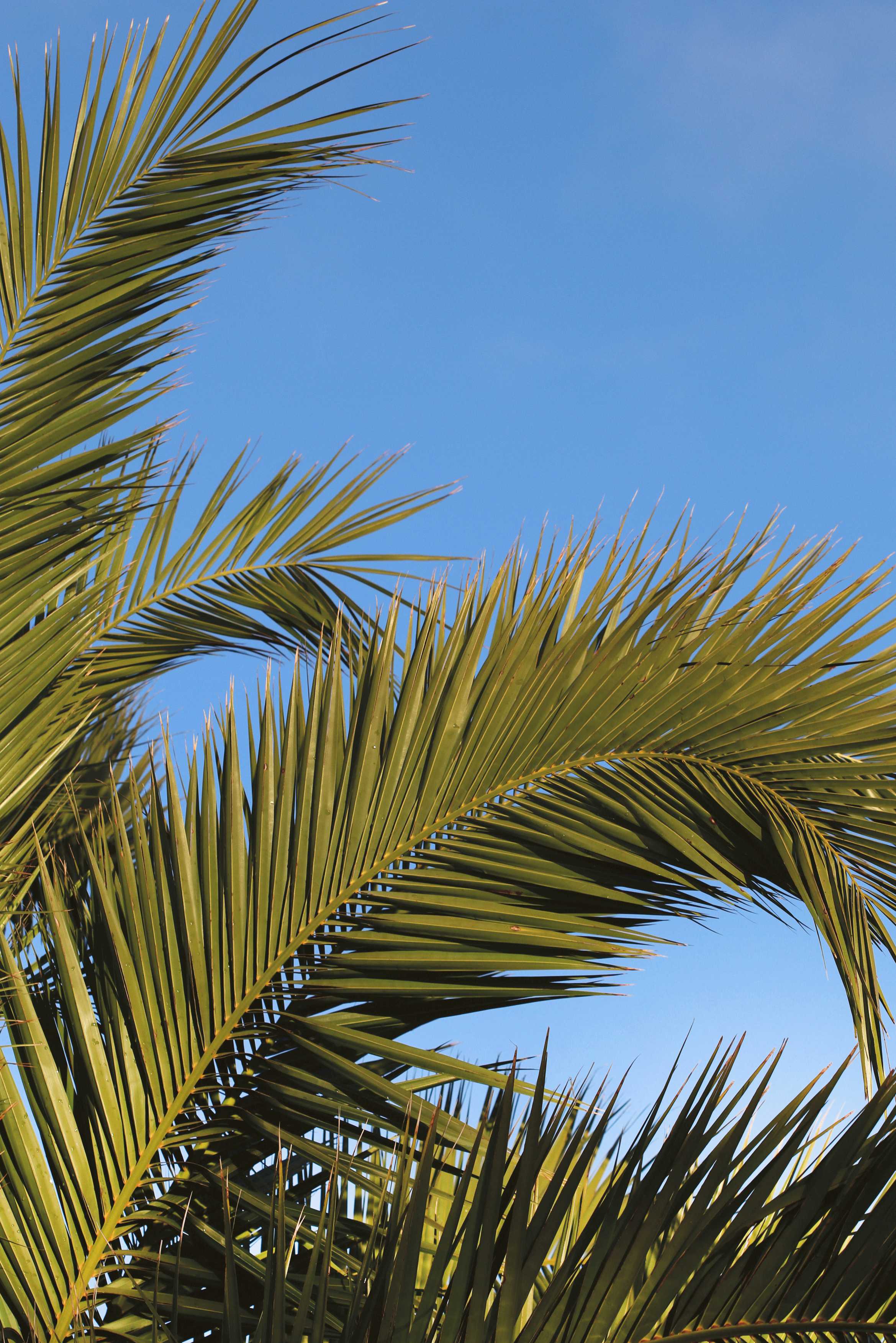 Tropical - Artwork