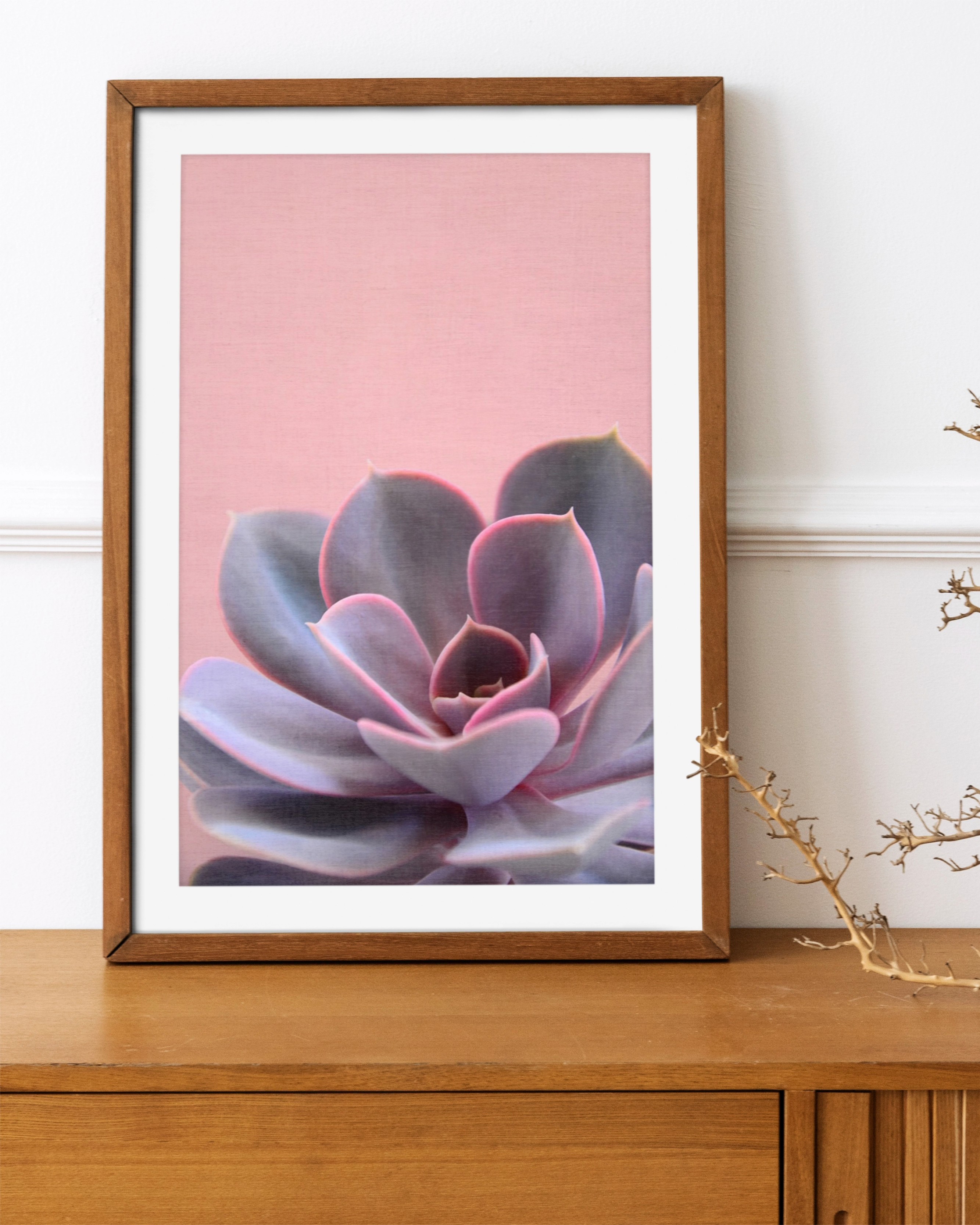 Succulent