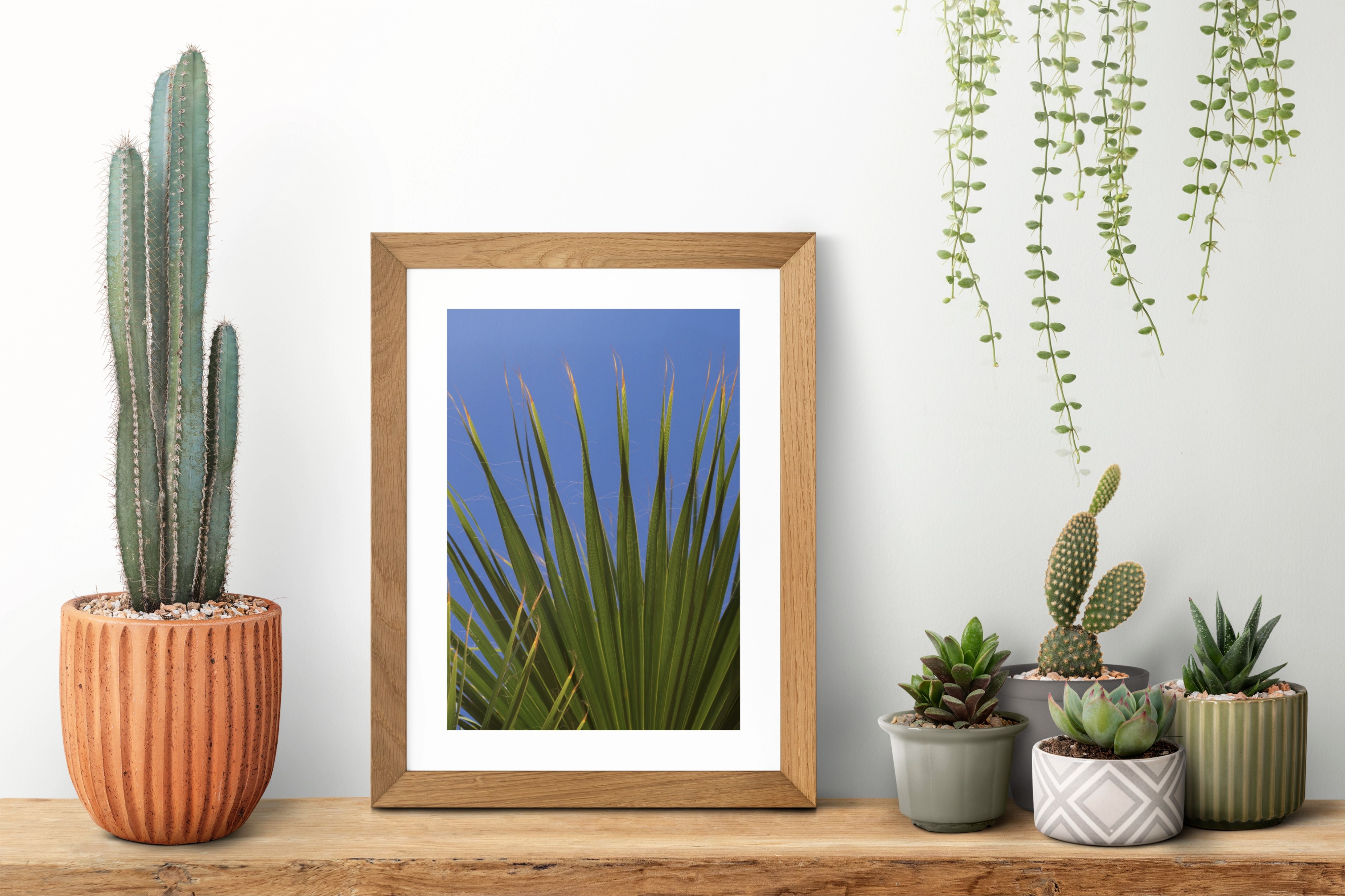 Yucca I