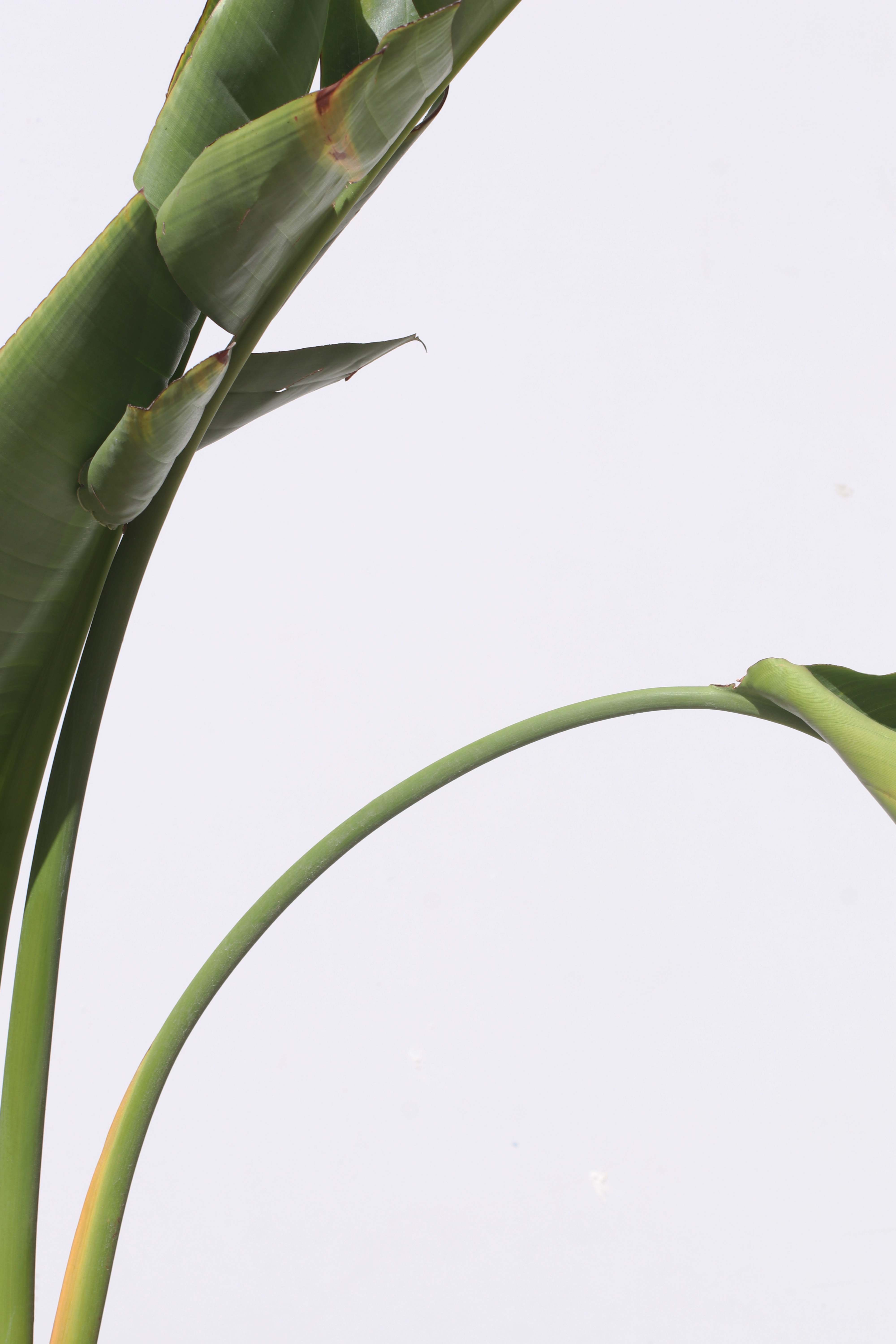 Curved Stems - Artwork